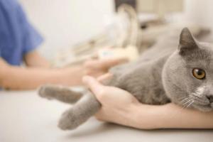 Насколько страшен такой диагноз, как сердечная недостаточность у кошки?