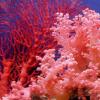 Красные коралловые серьги