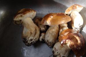 К чему снится собирать грибы в лесу — толкование сна по сонникам