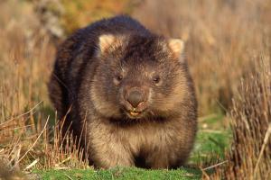 Вомбат — маленькая копия медведя Вомбат размеры